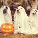 three dogs in costumes, Image by nancy sticke from Pixabay